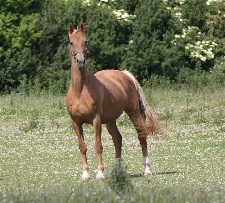 Dutch Harness  Serafina billede 18