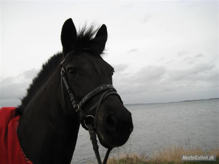 Pinto Nikita min musling <3 - Der står hun ved horsens fjord (; billede 12