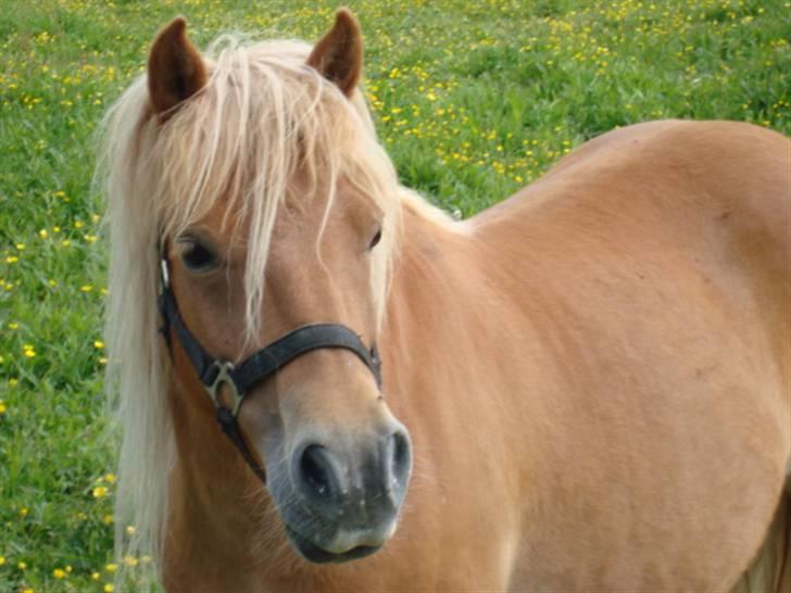 Shetlænder Ronja SOLGT billede 1