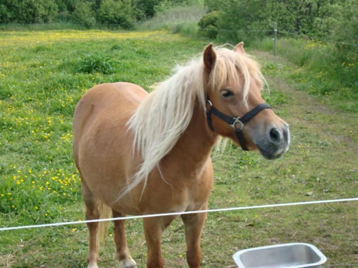 Shetlænder Ronja SOLGT billede 2