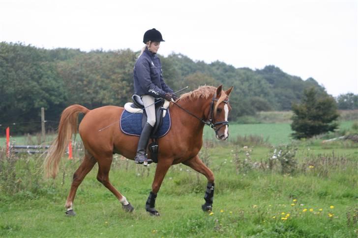 Arabisk fuldblod (OX) Indiana Jones OX †R.I.P† - 13# Indi i trav <3 Foto : CBI-foto.dk billede 13