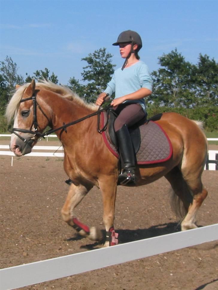 Tyroler Haflinger Lizette (RIP) - Hun er vel nok blevet lækker at se på... billede 8