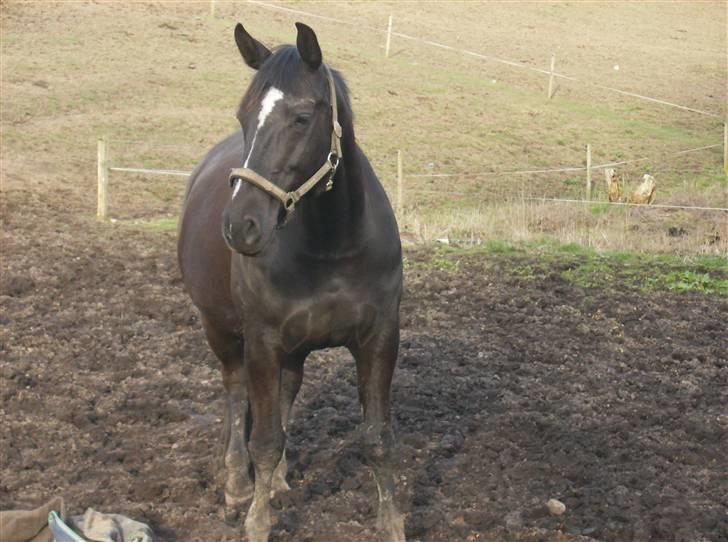 Dansk Varmblod Pernille af Skovly*R.I.P* - April  ´08  Drægtig i 8. måned  :) billede 17