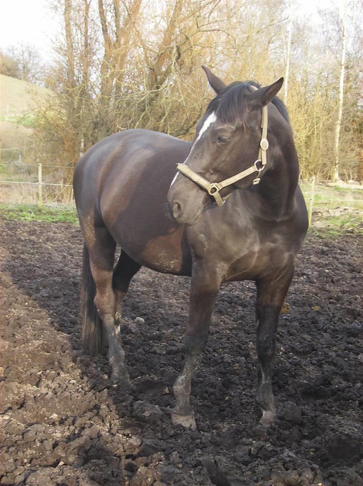 Dansk Varmblod Pernille af Skovly*R.I.P* - April  ´08  Drægtig i 8. måned  :) billede 18