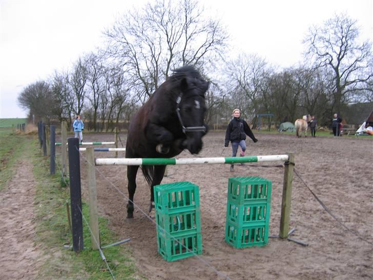 Anden særlig race Black Magic - løsspring.. 110cm.. xD billede 10