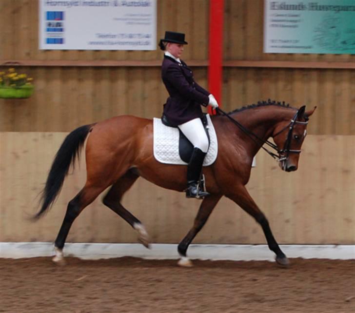 Fuldblod (XX) Fourier (DEN) xx - Fourier Mb1 06.04.08 SRKS billede 12