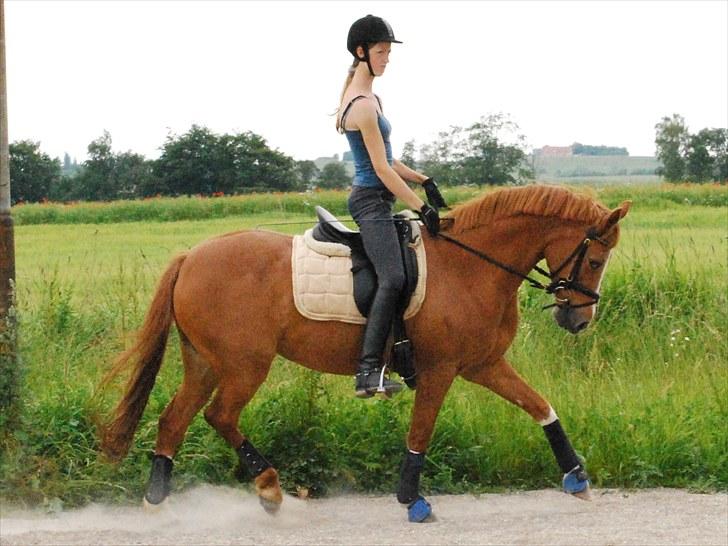 Tysk Sportspony Vanja 2 - Vanja opvarmer ; ) billede 10