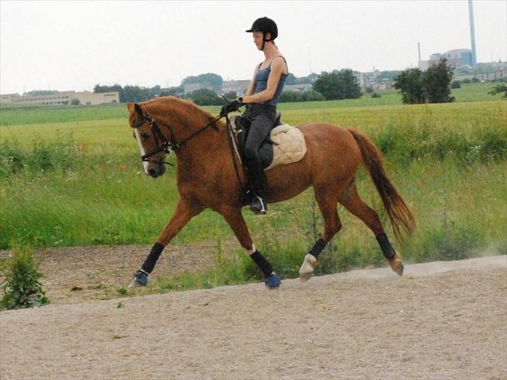 Tysk Sportspony Vanja 2 - På trods af 1½ år hvor Vanja har stået, og hendes 19 år, ligner hun stadig en stjerne. juli 2010 billede 11