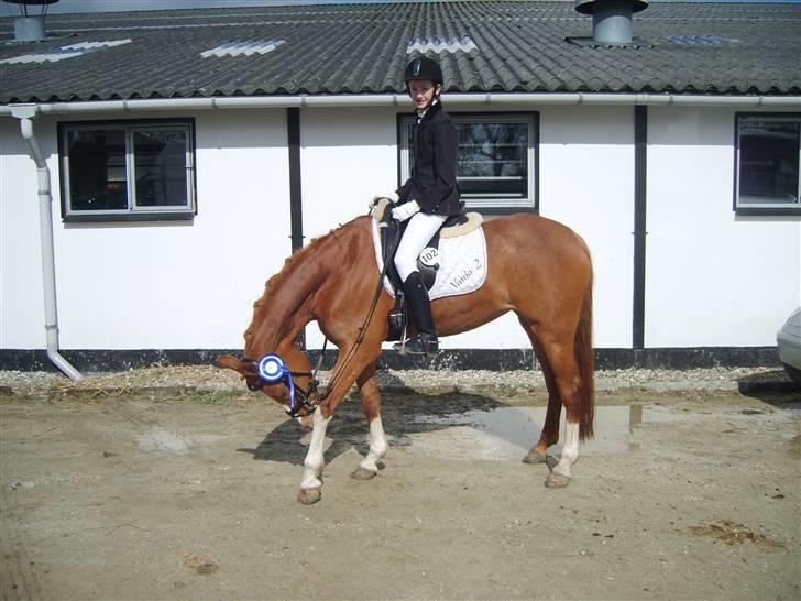 Tysk Sportspony Vanja 2 - NYT: Kløe.... : ) billede 12