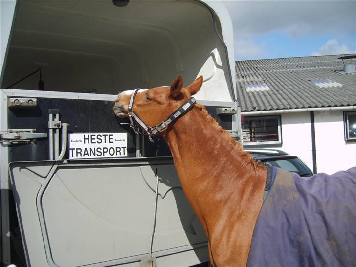 Tysk Sportspony Vanja 2 - NYT: Hallooo??? billede 13