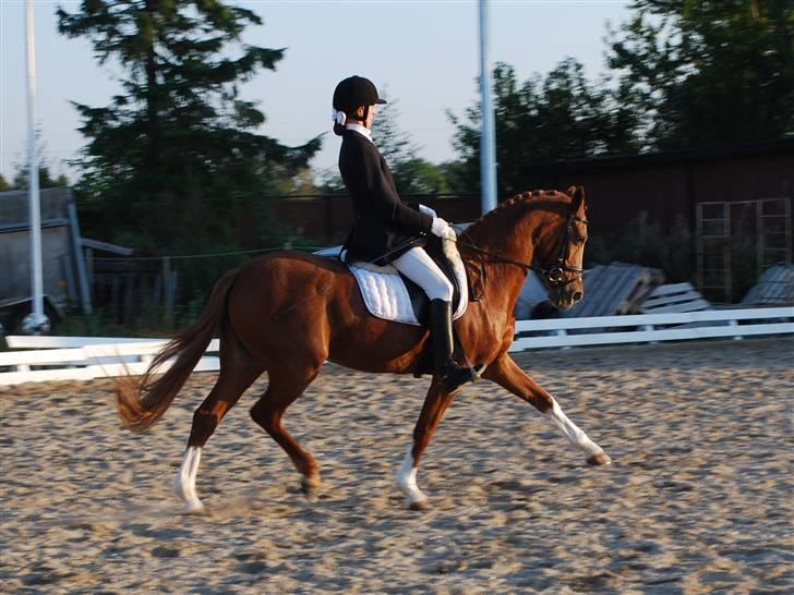 Tysk Sportspony Vanja 2 - NYT: Vanja og jeg til stævne på Vallø, for førstegang i 1½år!! <3 super dejligt! billede 14