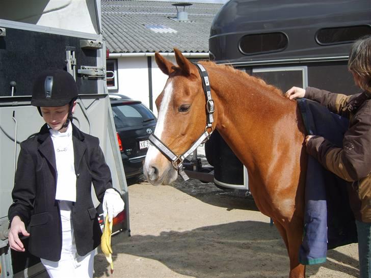 Tysk Sportspony Vanja 2 - NYT: Mmmm... Banan.. billede 16