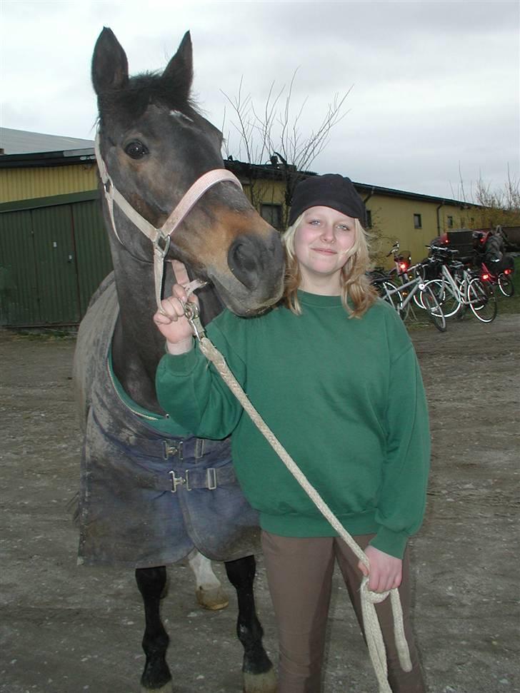 Anglo Araber (AA) BINE - Bine og jeg Foto: Mette billede 16