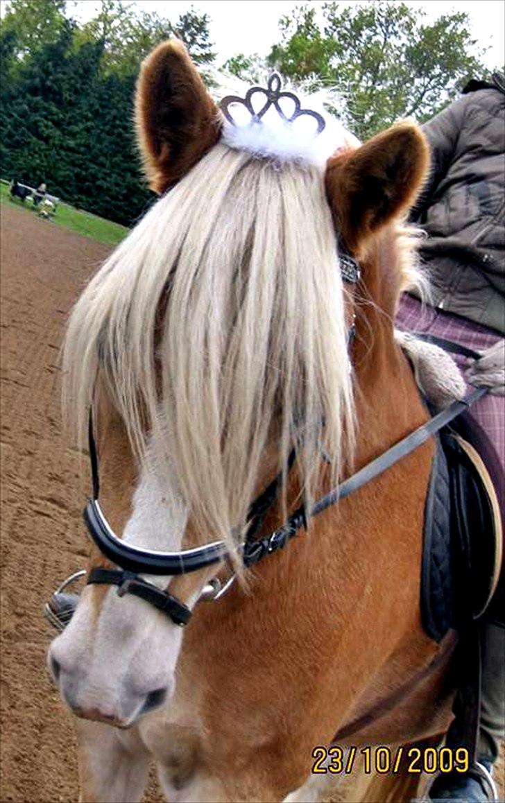 Haflinger Stakato - Riie Nielsen elsker sin cognac<3 billede 10