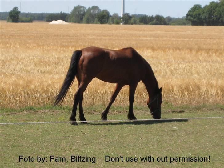 Connemara Killfield *R.I.P* - Billede 11: Fold billede 11