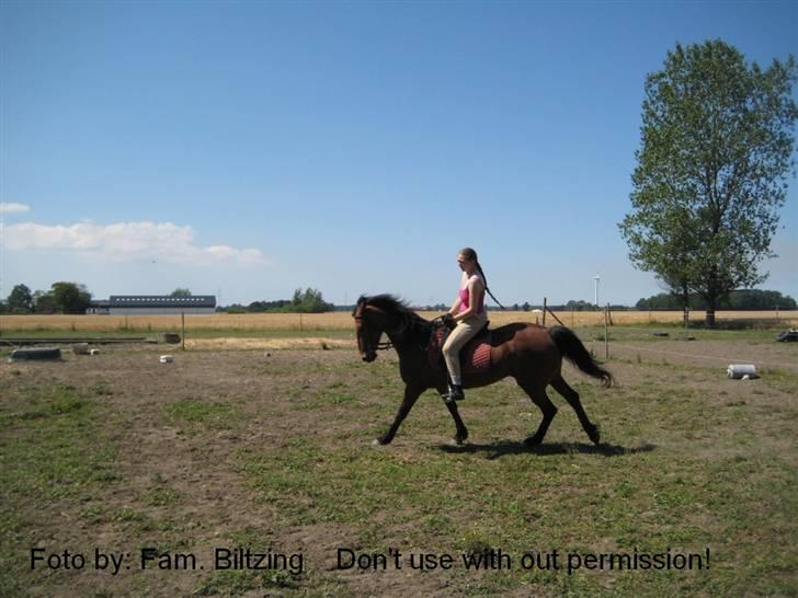 Connemara Killfield *R.I.P* - Billede 12: Dressur træning - gallop billede 12