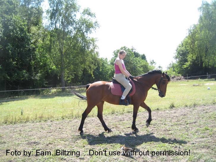 Connemara Killfield *R.I.P* - Billede 13: Dressur træning - trav billede 13