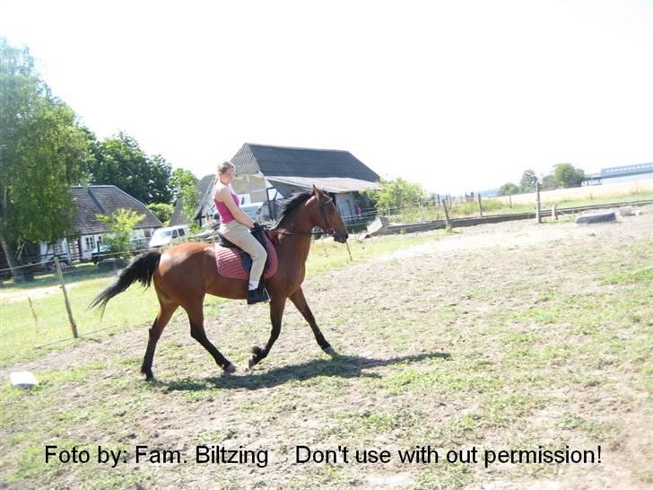 Connemara Killfield *R.I.P* - Billede 14: Dressur træning - trav billede 14