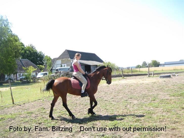 Connemara Killfield *R.I.P* - Billede 15: Dressur træning - skridt billede 15