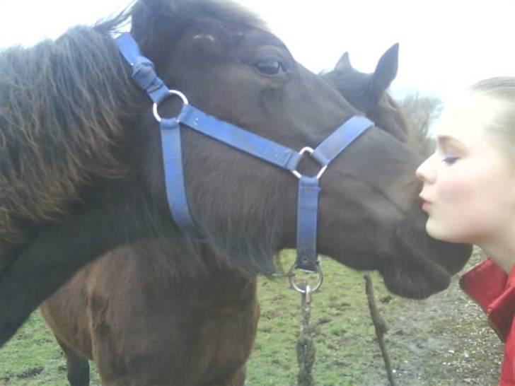 Traver precious pride billede 10