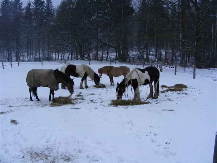 Irish Cob Zeus - Alle hestene får lige lidt hø. billede 5