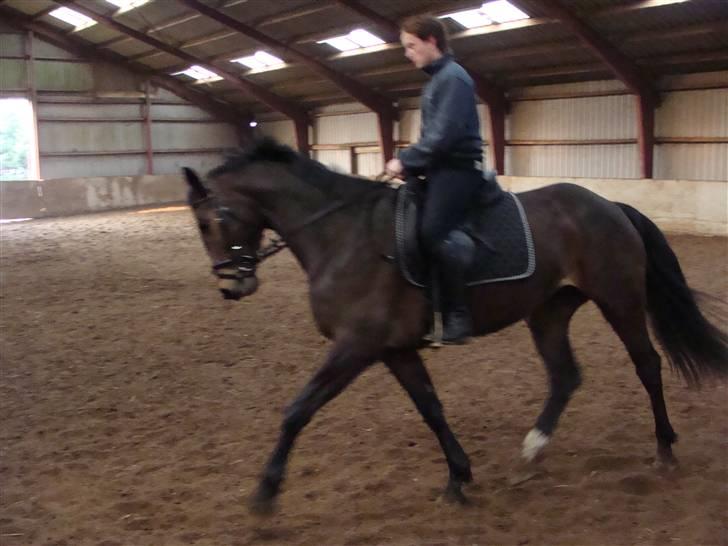 Dansk Varmblod Waldfriede billede 8