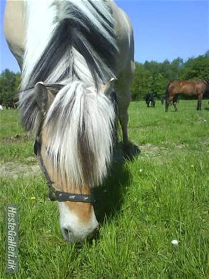 Fjordhest Søs - Velkommen til Søs´s profil - tag et kig på alle hendes billeder XD billede 1