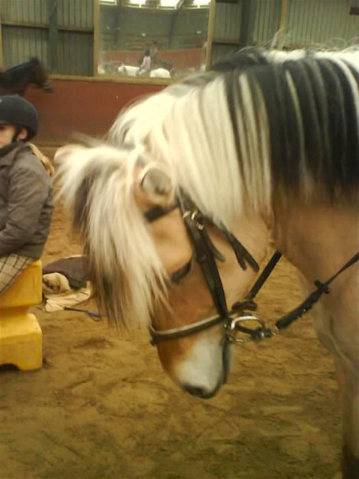 Fjordhest Søs - går ned <3 billede 2