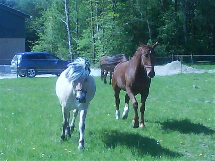 Fjordhest Søs - på fold... billede 3