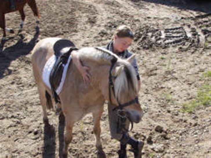 Fjordhest Søs billede 4