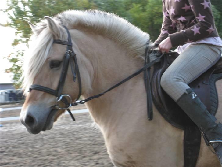 Fjordhest Søs - ..-..   =D billede 5