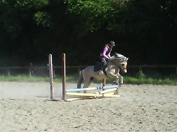 Fjordhest Søs - hop billede 6