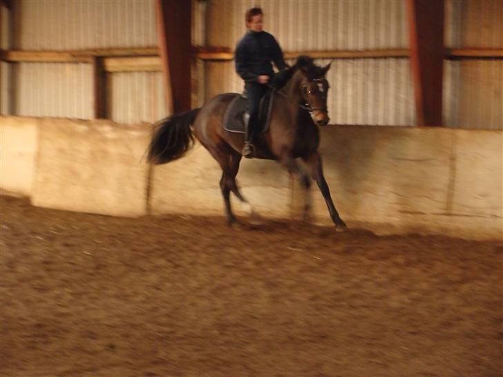 Dansk Varmblod Waldfriede billede 9