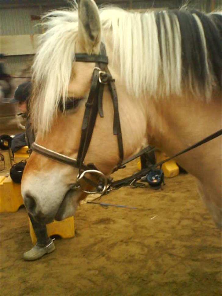 Fjordhest Søs - godnat!!! billede 7