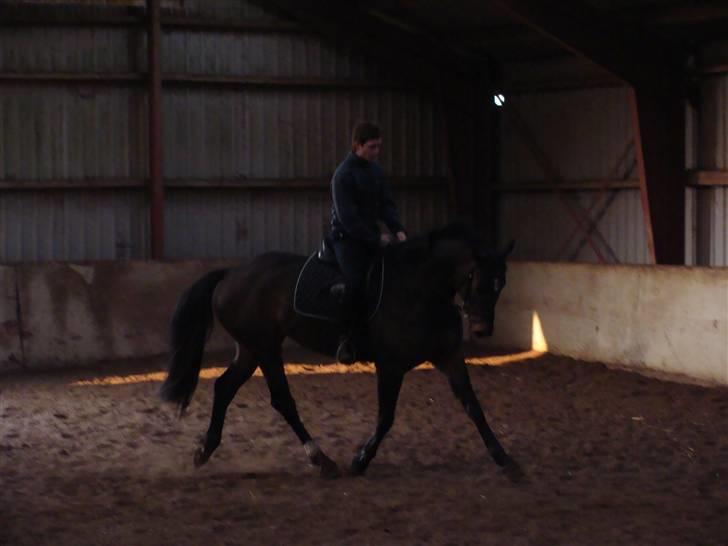 Dansk Varmblod Waldfriede billede 10