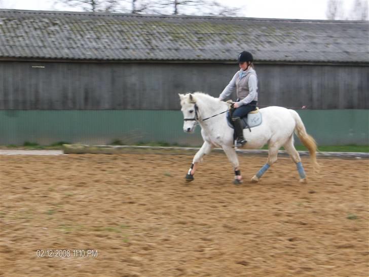 Anden særlig race Bonnie <3 - Dressur ;i   billede 18