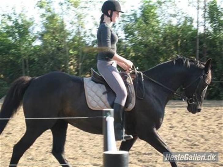 Fuldblod (XX) Ferrari (R.I.P) <3 billede 1