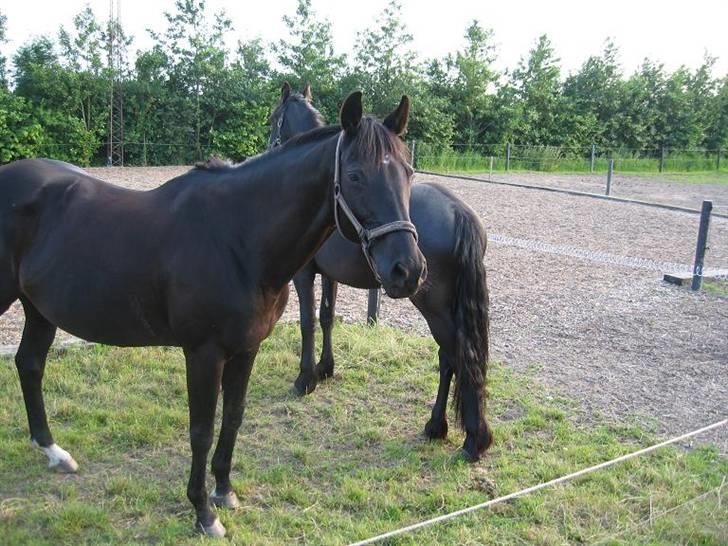 Fuldblod (XX) Ferrari (R.I.P) <3 billede 2