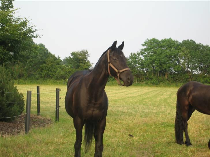 Fuldblod (XX) Ferrari (R.I.P) <3 billede 3