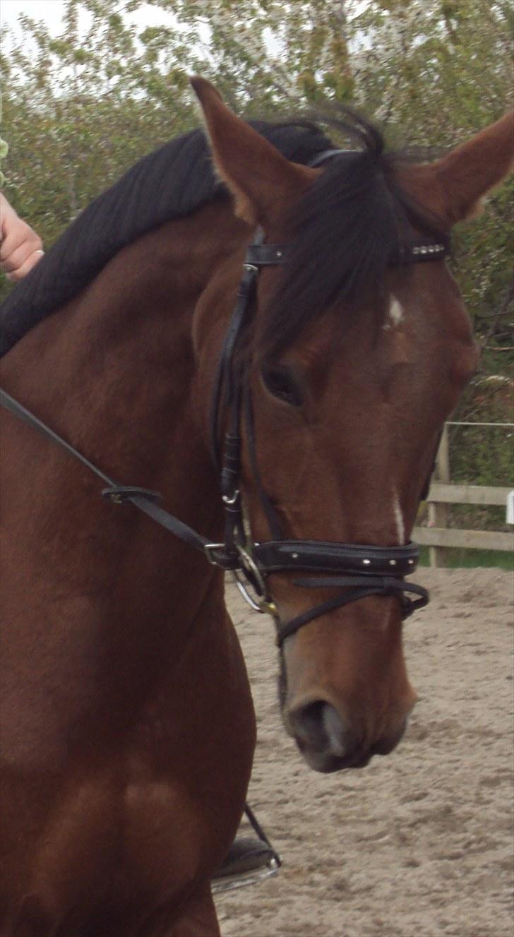 Traver Lady vangsgaard Solgt. - Velkommen til Lady vangsgaard´s profil.  billede 1