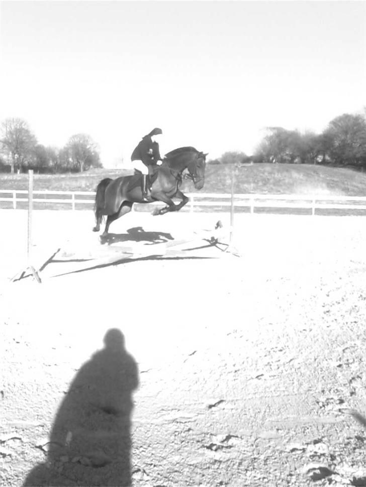 Traver Lady vangsgaard Solgt. - > I <3 Lady <  spring :D 5/4-09 billede 2