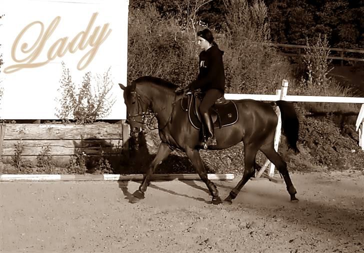 Traver Lady vangsgaard Solgt. - > I <3 Lady < 09/6-09 mig dressur billede 3