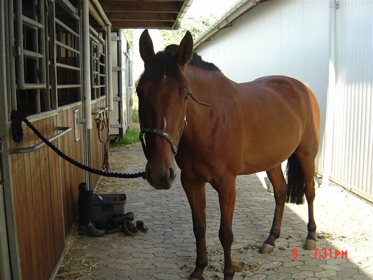 Traver Lady vangsgaard Solgt. - > I <3 Lady <  09/6-09  billede 4