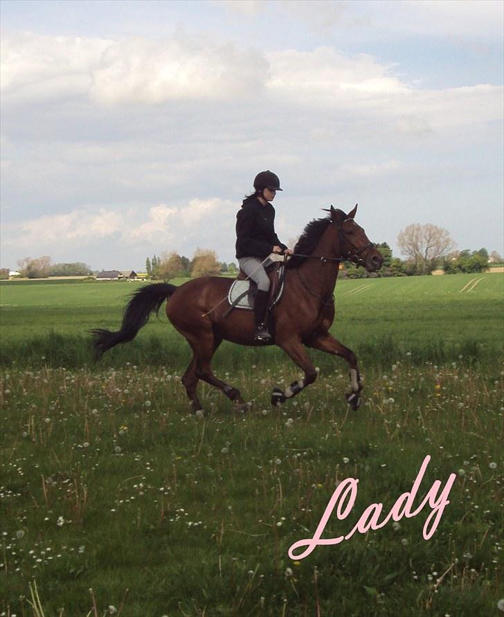 Traver Lady vangsgaard Solgt. - > I <3 Lady < Galop :D billede 5