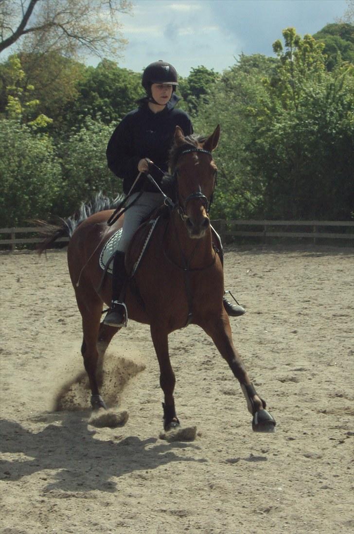 Traver Lady vangsgaard Solgt. - > I <3 Lady < PonyGames billede 6