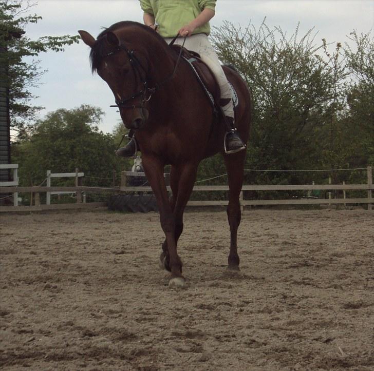 Traver Lady vangsgaard Solgt. - > I <3 Lady <   mig dressur billede 7