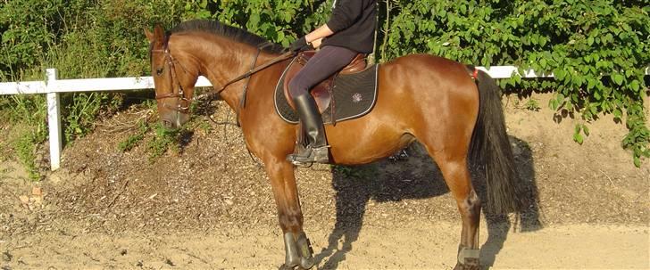 Traver Lady vangsgaard Solgt. - > I <3 Lady <  09/6-09 mig dressur billede 8