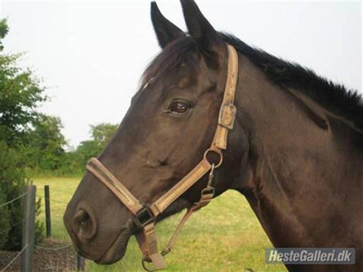 Fuldblod (XX) Ferrari (R.I.P) <3 billede 4