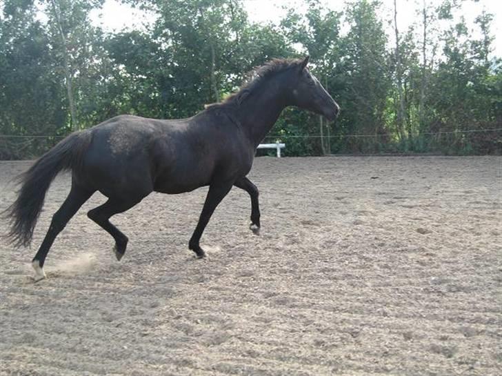 Fuldblod (XX) Ferrari (R.I.P) <3 billede 5