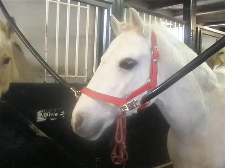 Welsh Mountain (sec A) Galantus *gl. passer* - søde lille lante <3 billede 9